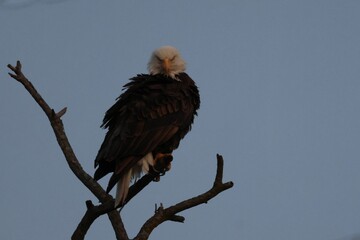 Majestic Bald Eagle perched atop a tree branch