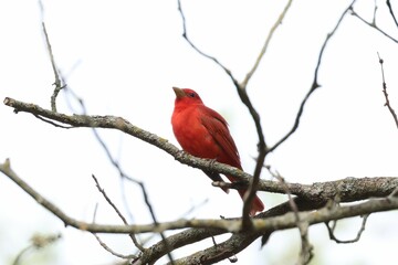 red bird perched on tree branch with leaves and branches in background