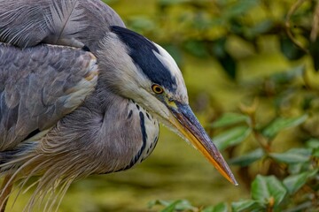 Closeup shot of a great blue heron in its natural habitat. Ardea herodias.