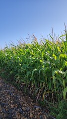corn field in the morning