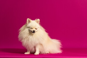 Fototapeta na wymiar Adorable white Spitz against a bright pink background.