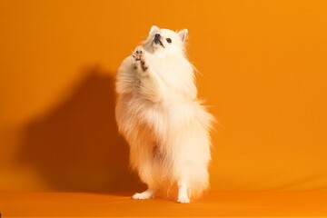 Adorable white Spitz against an orange background.