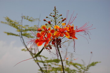Dwarf Poinciana Flower