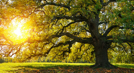 amazing majestic tree with reflection of the sun IN A MEADOW in high resolution and sharpness