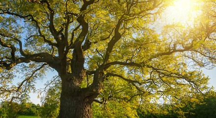 amazing majestic tree with reflection of the sun IN A MEADOW