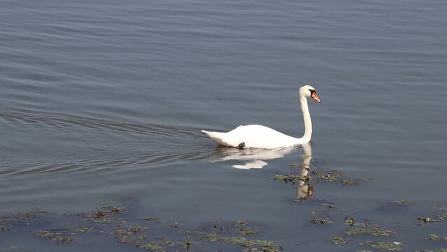Cigno