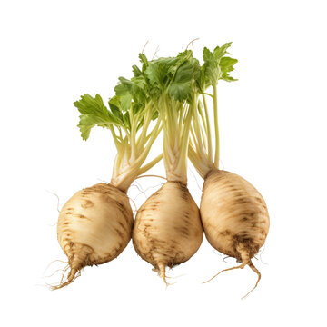 Image of three maca roots against a white backround.