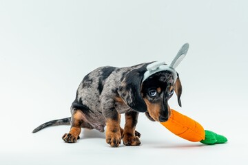 Portrait of an adorable Dachshund playing with a stuffed carrot toy isolated on a white background