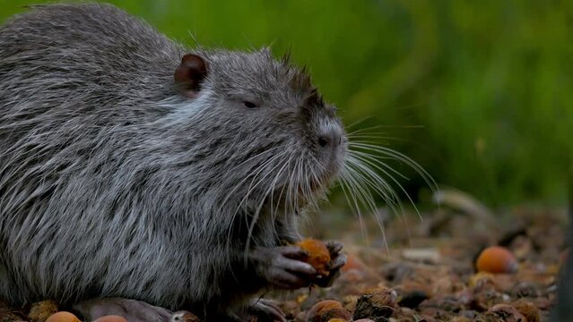 close-up profile shot of a coypu rodent eating some fruit