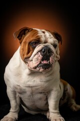 Adorable American Bulldog against a beige background