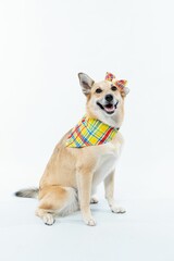 Cheerful canine is featured wearing a fashionable plaid tie and bow on the head