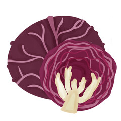 purple cabbage, hand drawn, transparency illustration.