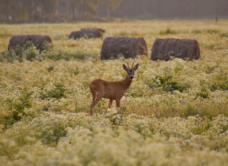 Antlered deer at sunset near hay bales in a meadow