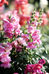 Blooming pink flowers field in the meadow with natural sunlight.