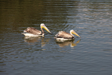 Two pelicans on the water surface