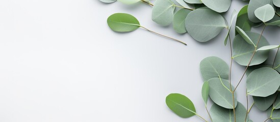 The picture features fresh eucalyptus branches placed on a light grey background. The composition
