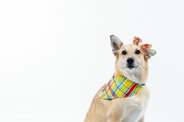 Cheerful canine is featured wearing a fashionable plaid tie and bow on the head