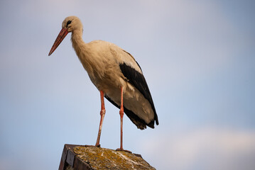 White stork standing on the roof of a house  in village. Stork poses for photos. in countryside in Poland.
