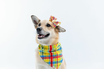 Cheerful canine is featured wearing a fashionable plaid tie and bow on the head