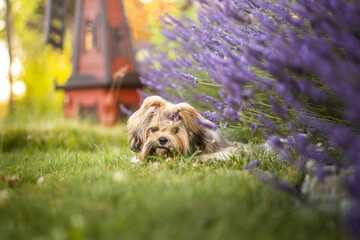 Lhasa Apso puppy in lavender garden