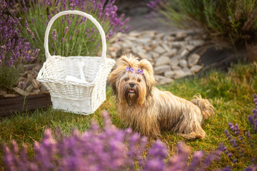 Lhasa Apso puppy in lavender garden