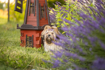 Lhasa Apso puppy in lavender garden