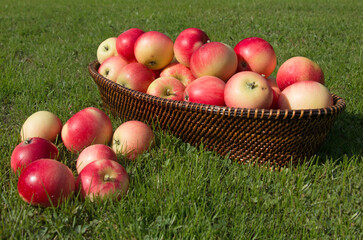 Ripe red Discovery eating apples, Malus domestica, apple fruits summer harvest, freshly picked, in a wicker basket on green grass, slow angle side view