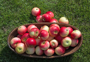 A wicker basket full of ripe red Discovery eating apples, Malus domestica, apple fruits summer...