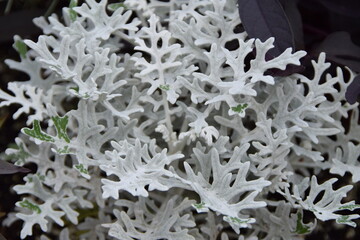 Dusty-miller white plant texture pattern