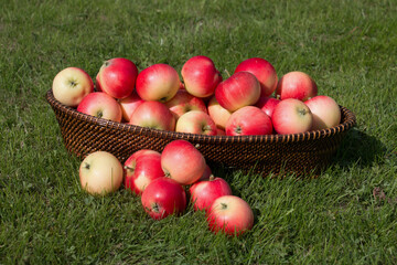 Ripe red Discovery eating apples, Malus domestica, apple fruits summer harvest, in a wicker basket overflowing onto green grass