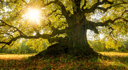 majestic real tree in a meadow with the reflection of the sun between the branches in high definition