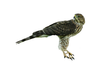 Cooper's Hawk (Accipiter cooperii) Juvenile, Photo on a Transparent Background