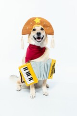 Chinook dog wearing a festive costume and playing an accordion