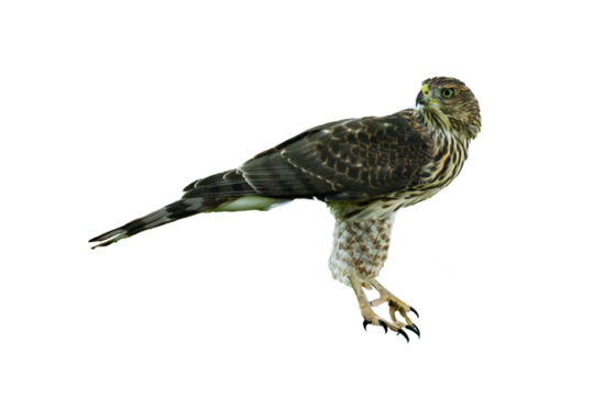 Cooper's Hawk (Accipiter cooperii) Juvenile, Photo on a Transparent Background