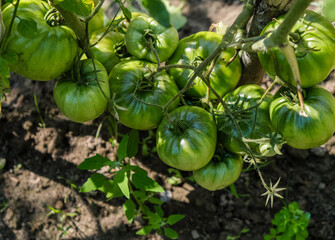 The lot of green tomatoes on a branch. Care and protection. Soil background. Gardening. Sunlight. 
