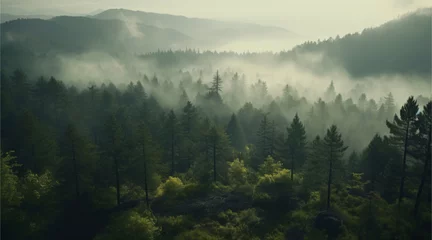 Foto op Plexiglas Foggy Forest Top View  © ni