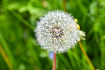 the dandelion is about to spawn