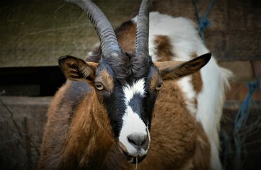 Portrait of brown goat on the farm