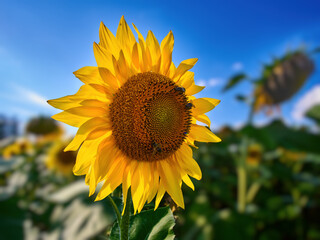 Bright yellow sunflower in the field on a sunny summer day. Summer symbol