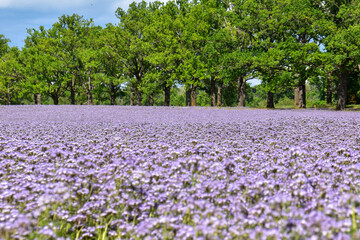 beautiful field with
Phacelia tanacetifolia and trees in the background