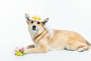 Chinook dog wearing a white bridal veil and flower headpiece on a white background