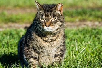Naklejka na ściany i meble Cat sits in the lush green grass, looking at the camera with a mad face