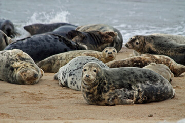 Seals at Horsey Gap. Norfolk.