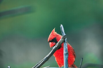 Male northern cardinal perched on a branch looking at the camera.