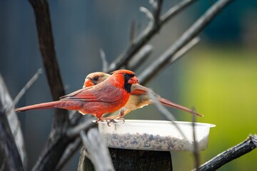 Couple of northern cardinals on a bird feeder eating seeds. Cardinalis cardinalis.