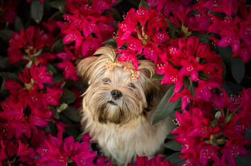 Lhasa apso puppy in rhododendrons