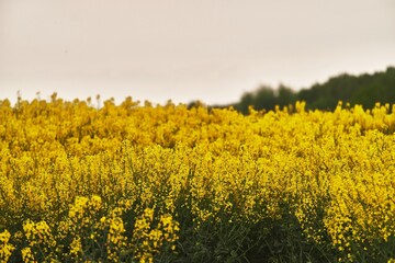 Rapeseed field agriculture landscape. Canola field and blue sky in background. Agriculture rapeseed field