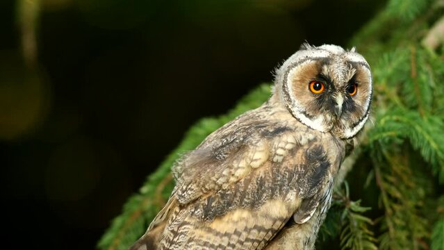 Close up of bizarre young long eared owl (Asio otus) staring around and sitting on dense branch deep in crown. Wildlife funny portrait footage of bird in natural habitat background.