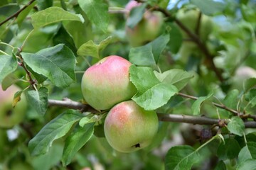 2 apples on tree ready to pick