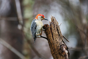 Red bellied Woodpecker